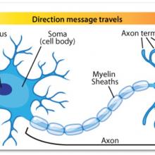 Diagram of a Neuron